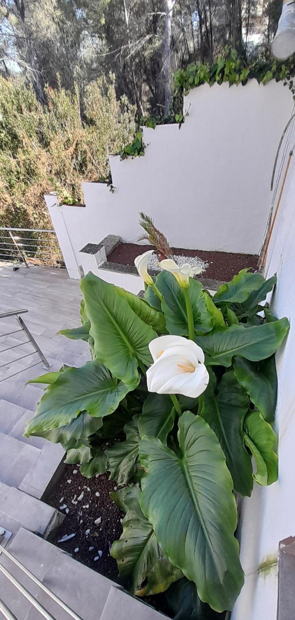 Villa Avril Piscina Privada Y Amplias Terrazas Olivella Εξωτερικό φωτογραφία