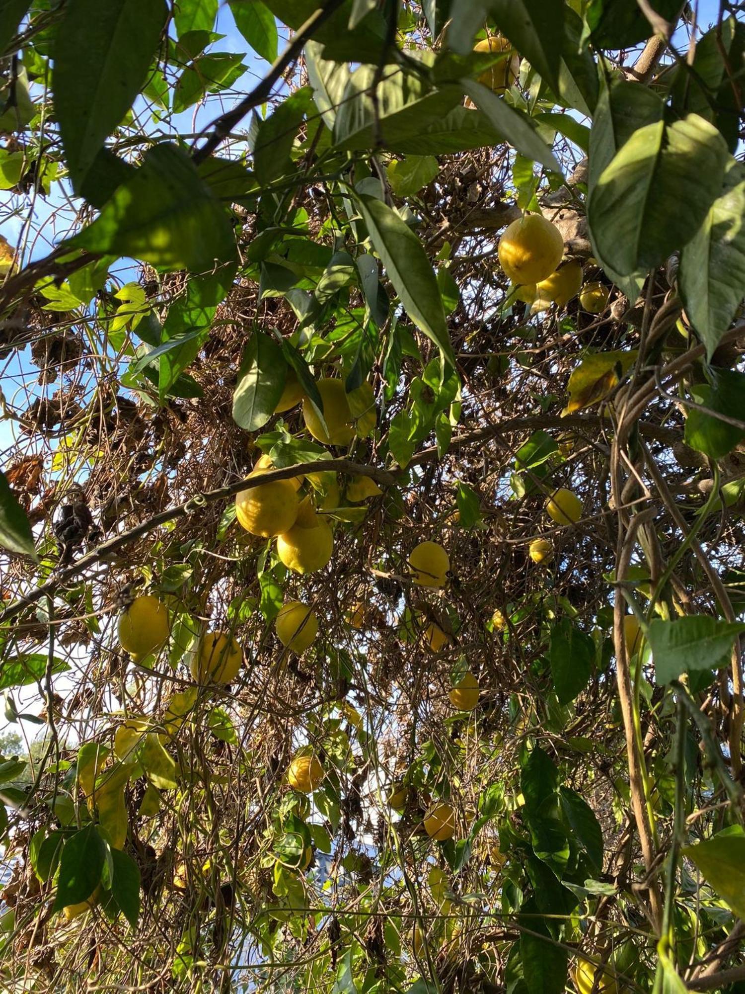 Villa Avril Piscina Privada Y Amplias Terrazas Olivella Εξωτερικό φωτογραφία